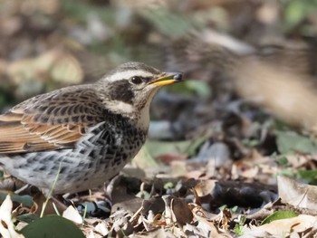 Dusky Thrush Mizumoto Park Sat, 2/18/2023