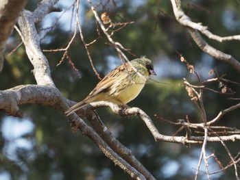 Masked Bunting Mizumoto Park Sat, 2/18/2023