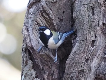 Japanese Tit Mizumoto Park Sat, 2/18/2023