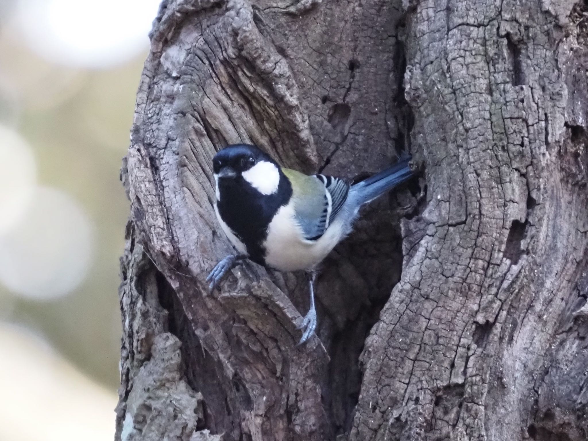 Photo of Japanese Tit at Mizumoto Park by むかいさん