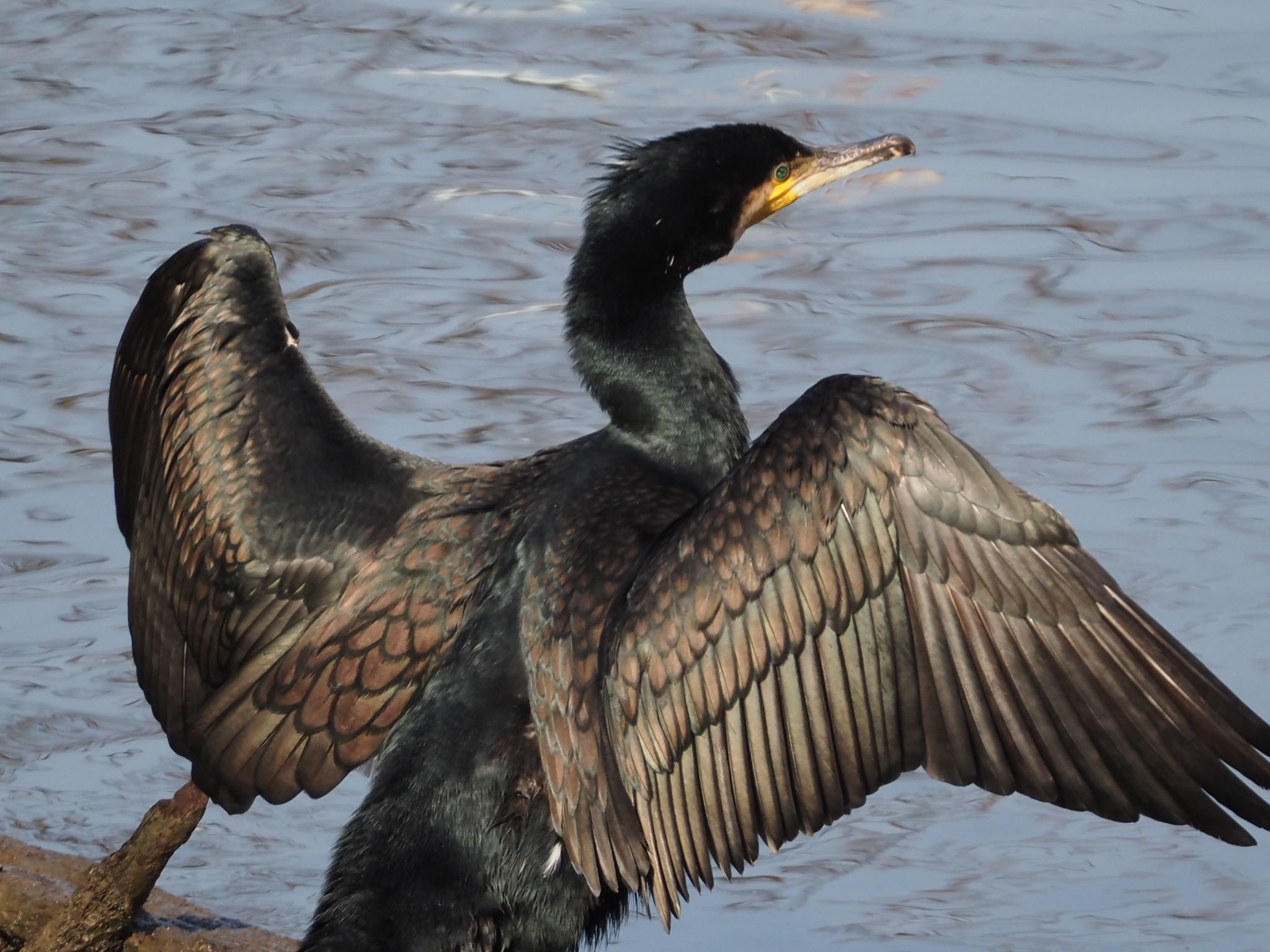 Photo of Great Cormorant at  by むかいさん