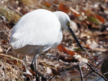 Little Egret Mizumoto Park Sat, 2/18/2023