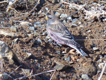 Asian Rosy Finch Mt. Tsukuba Sun, 2/12/2023