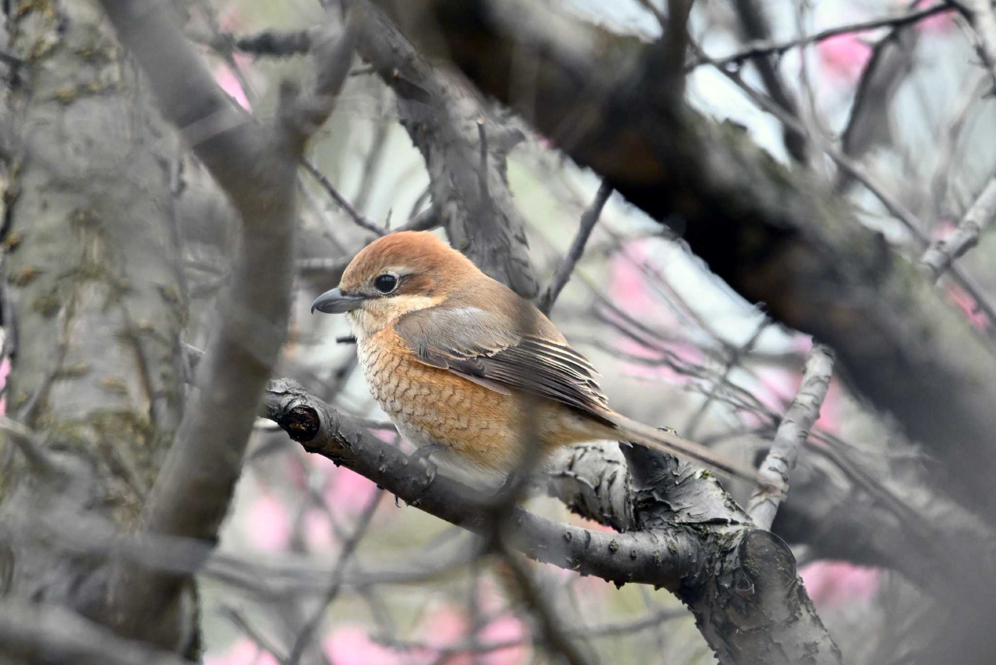 大高緑地公園 モズの写真