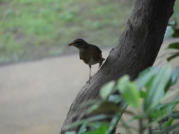 アカハラ 白野江植物園 2018年4月23日(月)