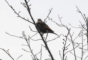 2023年2月19日(日) 加木屋緑地の野鳥観察記録