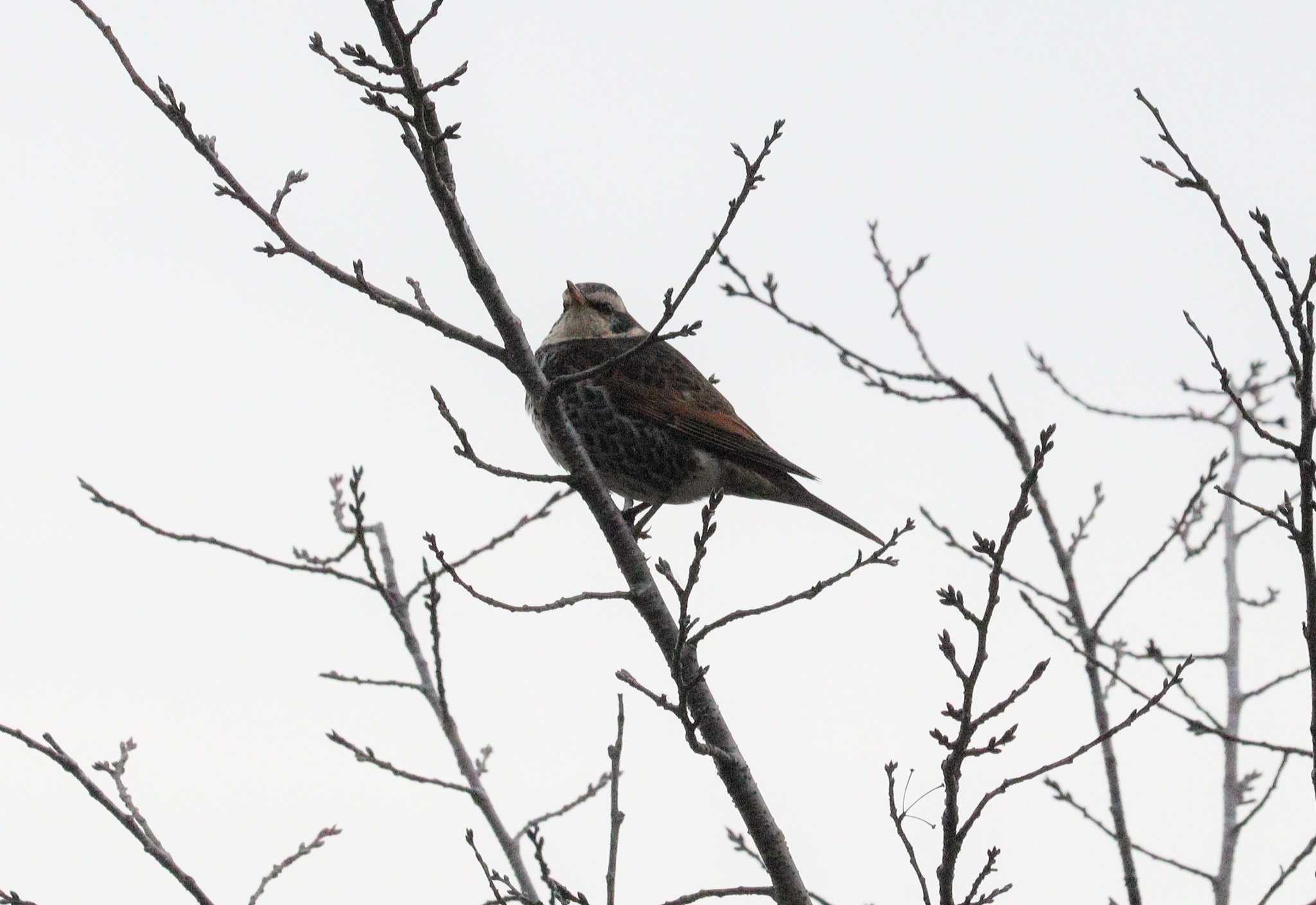 Dusky Thrush