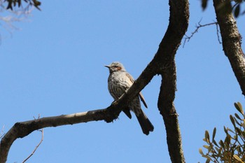 2023年2月20日(月) 中山道太田宿会館(美濃加茂市)の野鳥観察記録