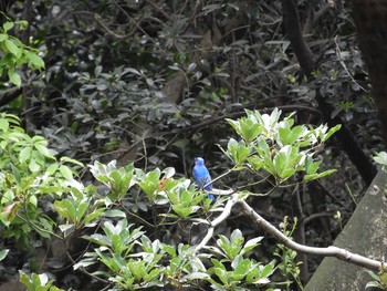 オオルリ 白野江植物園 2018年4月23日(月)