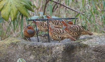 Chinese Bamboo Partridge Komiya Park Sun, 2/19/2023