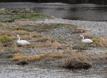 アメリカコハクチョウ 多摩川(浅川合流付近) 2023年2月12日(日)