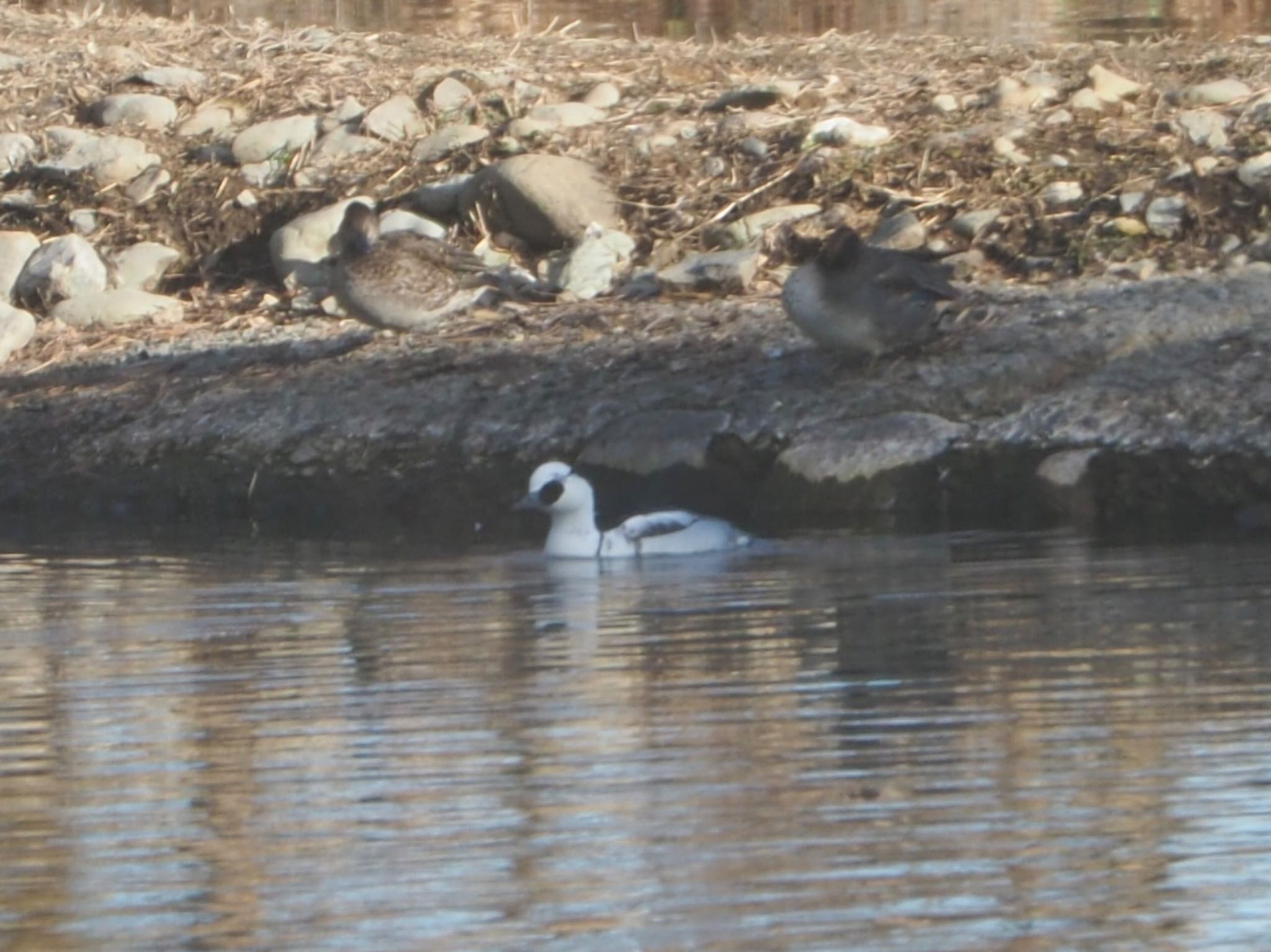 Photo of Smew at 多摩川 by コバライズ