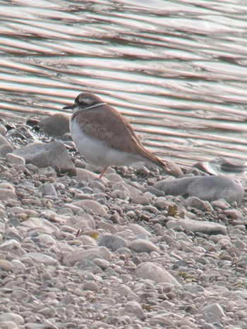 Long-billed Plover 多摩川(浅川合流付近) Sun, 2/12/2023