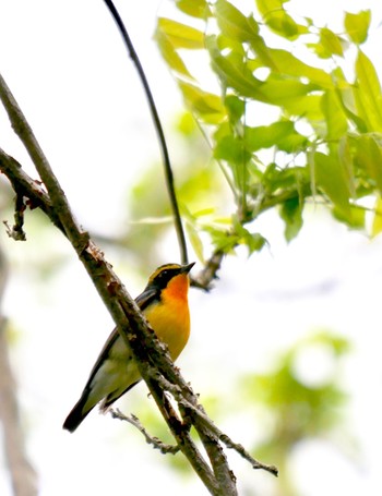 Narcissus Flycatcher 熊本県阿蘇市 Fri, 4/27/2018