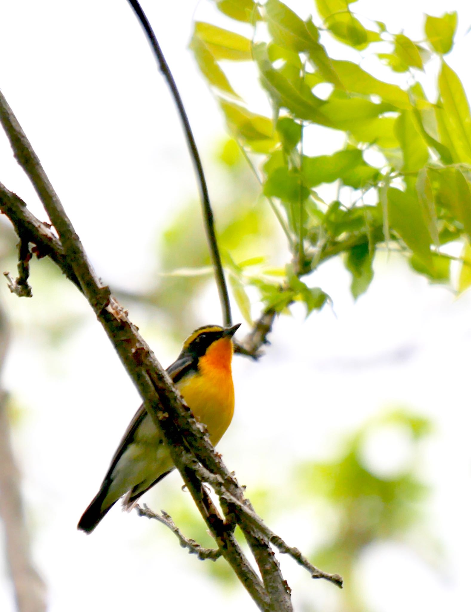 Photo of Narcissus Flycatcher at 熊本県阿蘇市 by mitsuaki kuraoka