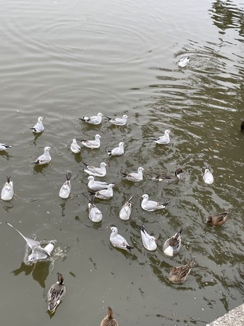 Black-headed Gull 鶴岡八幡宮 Unknown Date