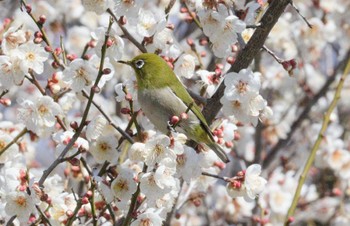 メジロ 中山道太田宿会館(美濃加茂市) 2023年2月20日(月)