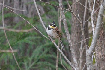 2023年2月20日(月) 各務野自然遺産の森の野鳥観察記録