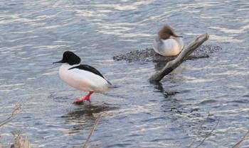 2023年2月20日(月) 庄内川(春日井市御幸町)の野鳥観察記録