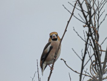 Hawfinch 佐潟 Fri, 2/17/2023