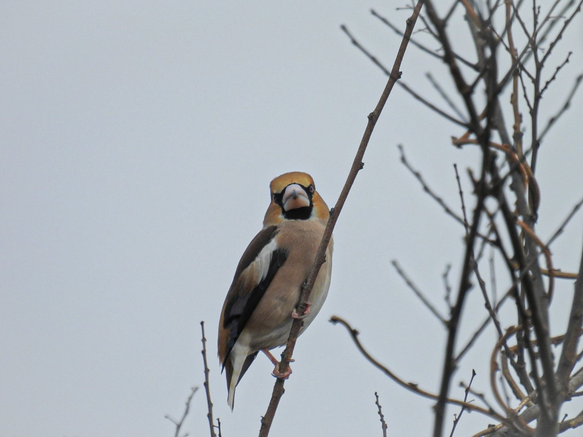 Photo of Hawfinch at 佐潟 by ぽちゃっこ