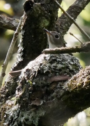 Asian Brown Flycatcher 熊本県阿蘇市 Fri, 4/27/2018