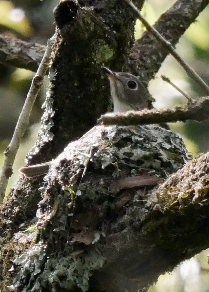 Photo of Asian Brown Flycatcher at 熊本県阿蘇市 by mitsuaki kuraoka