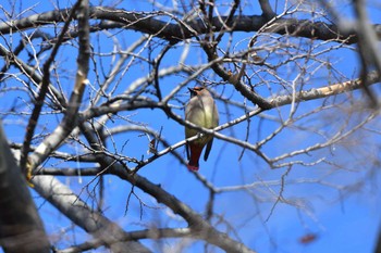 2023年2月20日(月) 東高根森林公園の野鳥観察記録