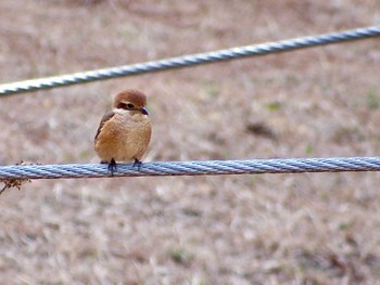 モズ 葛西臨海公園 2023年2月20日(月)