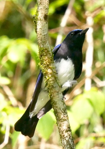 Blue-and-white Flycatcher 熊本県阿蘇市 Fri, 4/27/2018