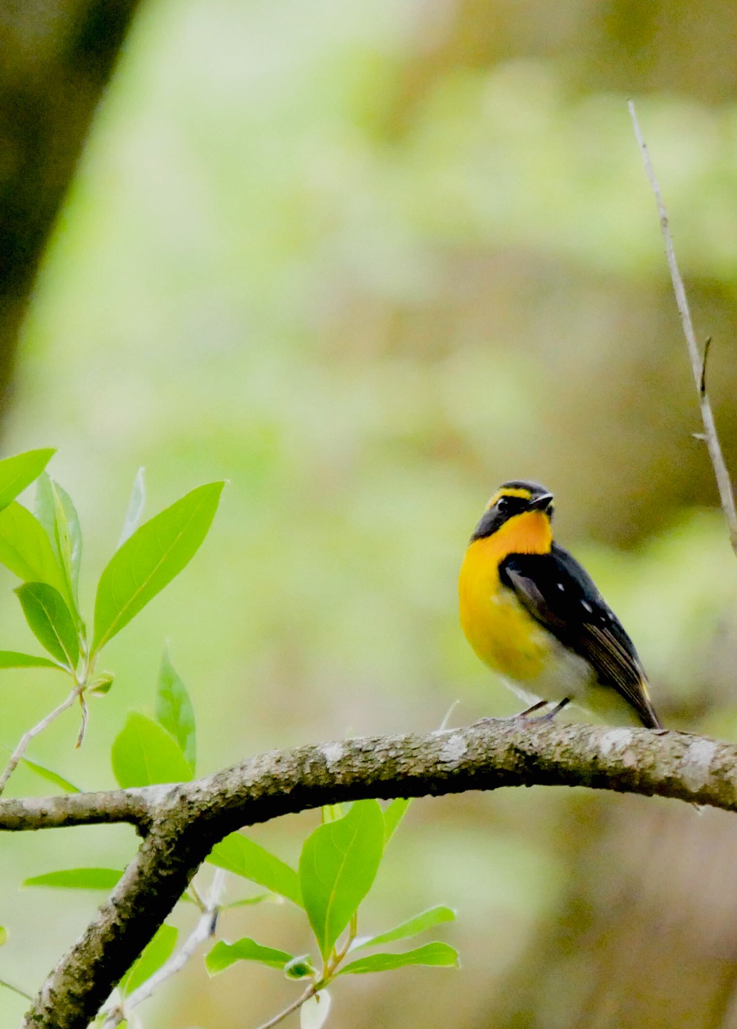 Photo of Narcissus Flycatcher at 熊本県阿蘇市 by mitsuaki kuraoka