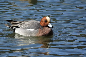 Eurasian Wigeon 三島池(滋賀県米原市) Thu, 2/16/2023