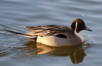 Northern Pintail 古徳沼 Wed, 2/15/2023