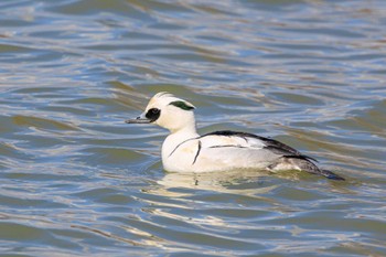 Smew 天満大池 Tue, 1/31/2023