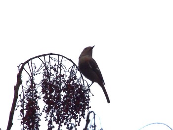 Daurian Redstart Hayatogawa Forest Road Sun, 2/19/2023