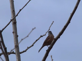 Meadow Bunting Hayatogawa Forest Road Sun, 2/19/2023