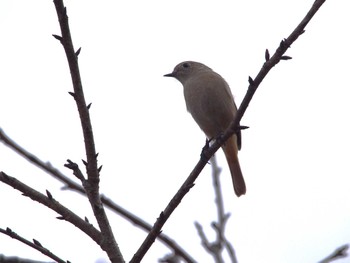 Daurian Redstart Hayatogawa Forest Road Sun, 2/19/2023