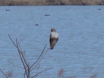 Eastern Buzzard Toyanogata Sat, 2/18/2023