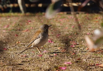 Pale Thrush 倉敷市藤戸町 Tue, 2/21/2023