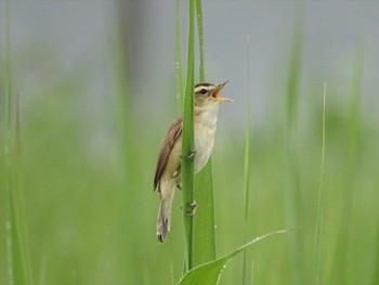 Black-browed Reed Warbler 流山市新川耕地 Sat, 6/8/2019