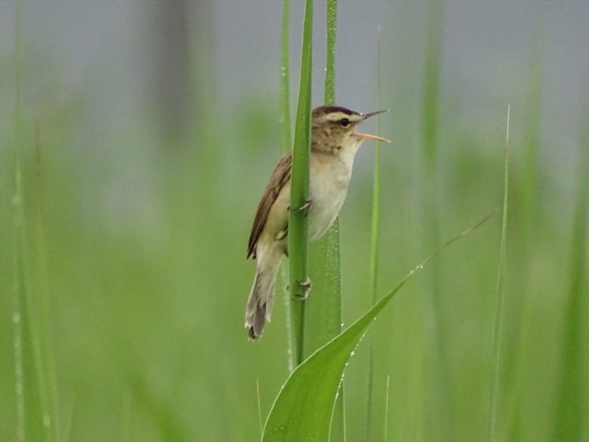 Black-browed Reed Warbler