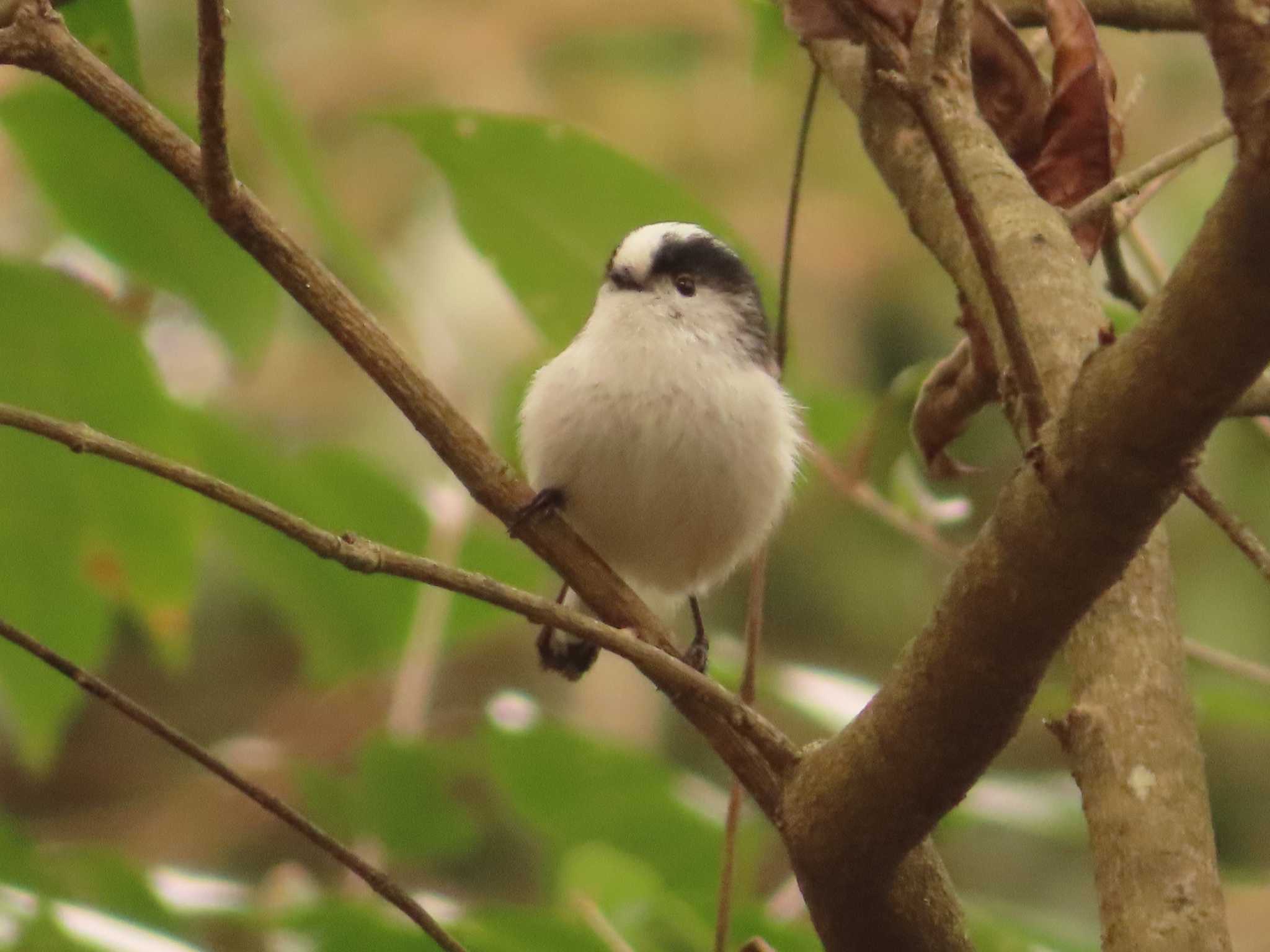 Long-tailed Tit