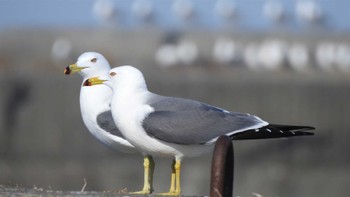 ウミネコ 蕪島(青森県) 2023年2月18日(土)