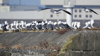 ウミネコ 蕪島(青森県) 2023年2月18日(土)