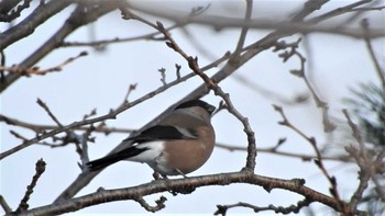 Sat, 2/18/2023 Birding report at 八戸公園(青森県八戸市)