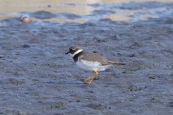 ハジロコチドリ ふなばし三番瀬海浜公園 2023年2月5日(日)