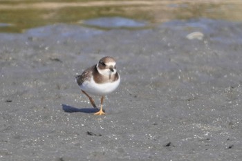 ハジロコチドリ ふなばし三番瀬海浜公園 2023年2月5日(日)