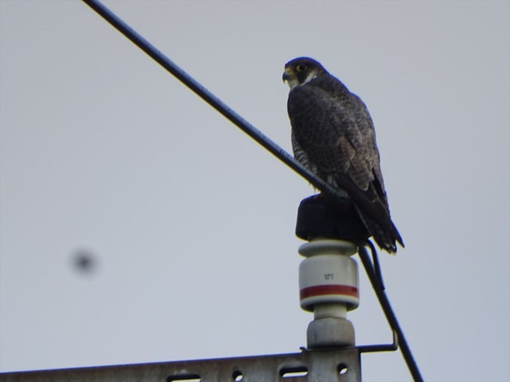 Photo of Peregrine Falcon at 流山市新川耕地 by gull 