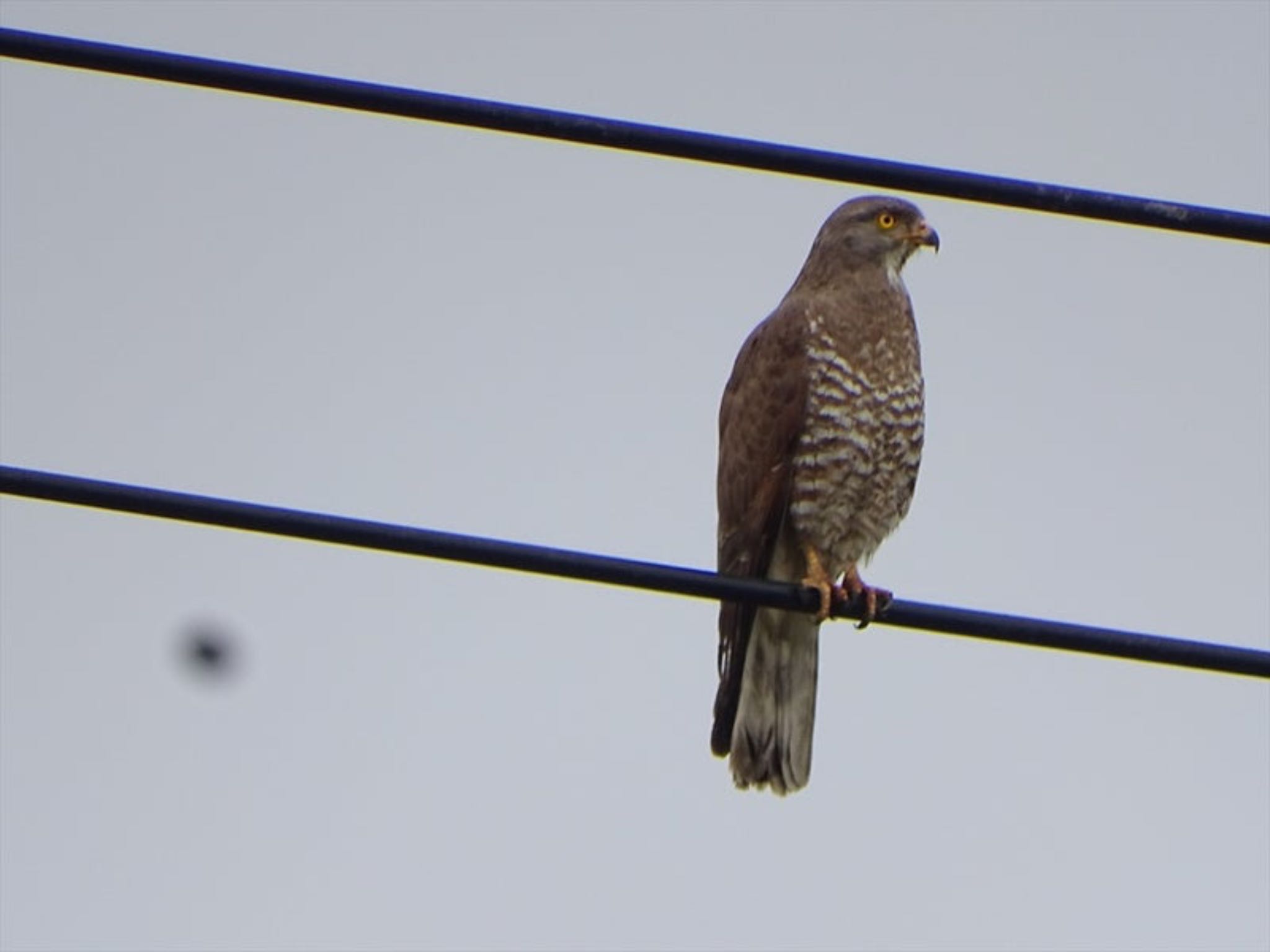 Grey-faced Buzzard