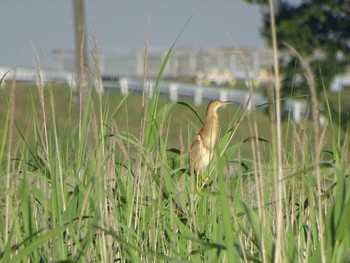 Wed, 6/17/2020 Birding report at 流山市新川耕地